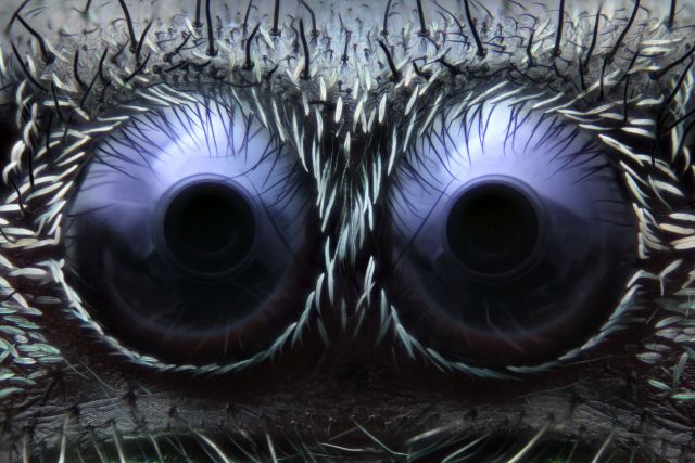 Jumping_Spider_Eyes-Nmacro